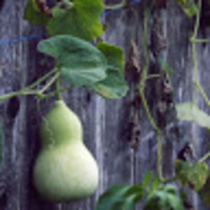 Meet your Posher, Peter